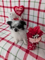 Betsy , a female Pomeranian for sale in Shipshewana, IN – Photo 1 of 10