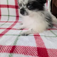 Betsy , a female Pomeranian for sale in Shipshewana, IN – Photo 5 of 10