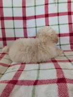 Benny , a male Pomapoo for sale in Shipshewana, IN – Photo 7 of 10