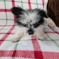 Betsy , a female Pomeranian for sale in Shipshewana, IN – Photo 4 of 10