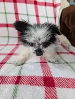 Betsy , a female Pomeranian for sale in Shipshewana, IN – Photo 4 of 10