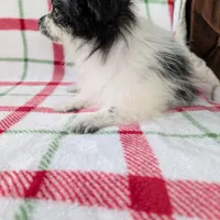 Betsy , a female Pomeranian for sale in Shipshewana, IN – Photo 2 of 10