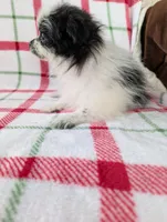 Betsy , a female Pomeranian for sale in Shipshewana, IN – Photo 2 of 10