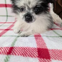 Betsy , a female Pomeranian for sale in Shipshewana, IN – Photo 6 of 10