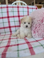 Benny , a male Pomapoo for sale in Shipshewana, IN – Photo 8 of 10