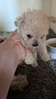 Serena, a female Pomapoo for sale in Shipshewana, IN – 3 of 9