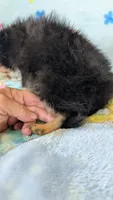 Royal , a male Pomeranian for sale in Shipshewana, IN – 2 of 10