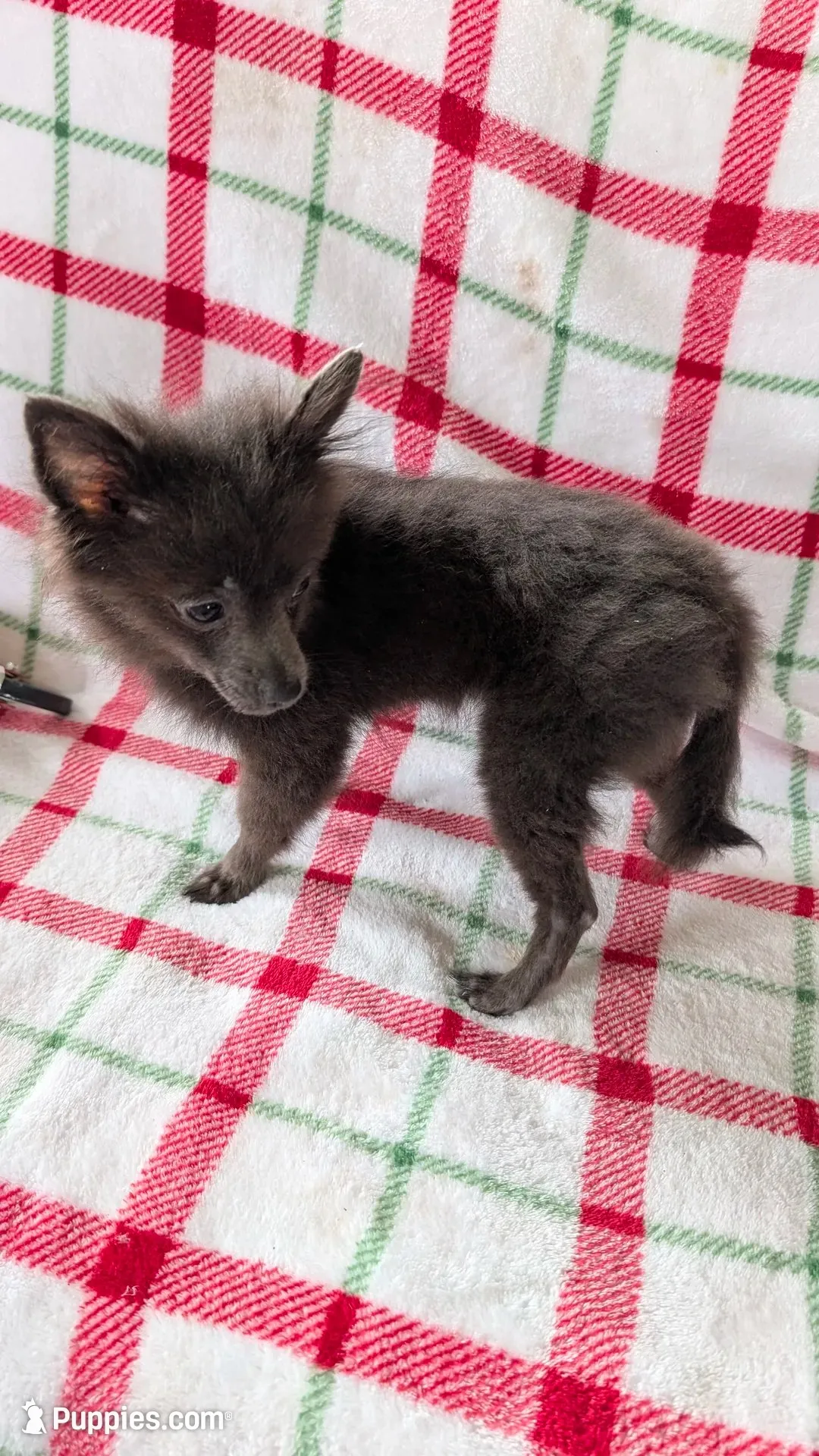 Gracie, a female Pomeranian for sale in Shipshewana, IN – 2 of 10