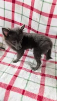 Gracie, a female Pomeranian for sale in Shipshewana, IN – 4 of 10