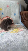 Maizie, a female Pomeranian for sale in Shipshewana, IN – 2 of 10