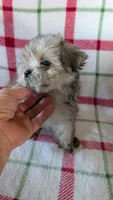 Dusty , a male Maltipoo for sale in Shipshewana, IN – 1 of 10