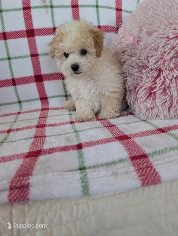 Benny , a male Pomapoo for sale in Shipshewana, IN – Photo 1 of 10