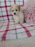 Benny , a male Pomapoo for sale in Shipshewana, IN – Photo 1 of 10