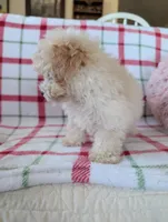 Benny , a male Pomapoo for sale in Shipshewana, IN – Photo 3 of 10