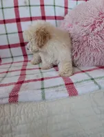 Benny , a male Pomapoo for sale in Shipshewana, IN – Photo 5 of 10