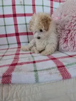 Benny , a male Pomapoo for sale in Shipshewana, IN – Photo 2 of 10
