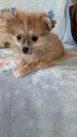 Pippi, a female Pomeranian for sale in Shipshewana, IN – 2 of 10