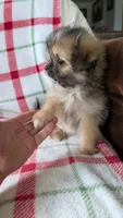 Joann, a female Pomapoo for sale in Shipshewana, IN – 3 of 10