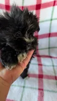 Libby , a female Maltipom for sale in Shipshewana, IN – 6 of 10