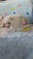 Cloe, a female Pomeranian for sale in Shipshewana, IN – 5 of 10