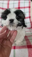 Duke , a male Shih Tzu for sale in Shipshewana, IN – 6 of 10