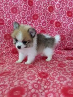 Lucas Jo, a male Pomeranian for sale in Shipshewana, IN – Photo 7 of 10