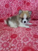 Lucas Jo, a male Pomeranian for sale in Shipshewana, IN – Photo 9 of 10