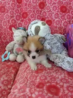 Lucas Jo, a male Pomeranian for sale in Shipshewana, IN – Photo 6 of 10