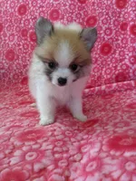 Lucas Jo, a male Pomeranian for sale in Shipshewana, IN – Photo 1 of 10