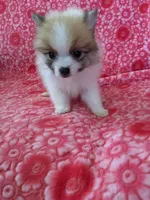 Lucas Jo, a male Pomeranian for sale in Shipshewana, IN – Photo 3 of 10