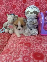 Lucas Jo, a male Pomeranian for sale in Shipshewana, IN – Photo 10 of 10