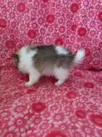 Lucas Jo, a male Pomeranian for sale in Shipshewana, IN – Photo 4 of 10