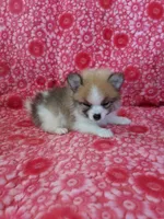 Lucas Jo, a male Pomeranian for sale in Shipshewana, IN – Photo 8 of 10