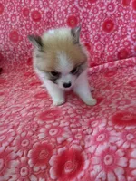 Lucas Jo, a male Pomeranian for sale in Shipshewana, IN – Photo 5 of 10