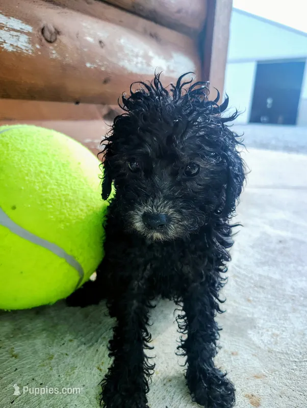 Petunias  – Poodle - Toy  puppy for sale in Shipshewana, IN
