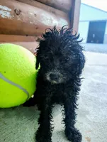Petunias , a female Poodle - Toy  for sale in Shipshewana, IN – 1 of 9