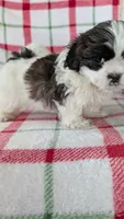 Duke , a male Shih Tzu for sale in Shipshewana, IN – 4 of 10