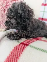 Sonny , a male Pomapoo for sale in Shipshewana, IN – Photo 4 of 10