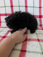 Sonny , a male Pomapoo for sale in Shipshewana, IN – Photo 10 of 10
