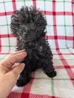 Sonny , a male Pomapoo for sale in Shipshewana, IN – Photo 9 of 10