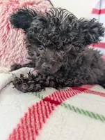 Sonny , a male Pomapoo for sale in Shipshewana, IN – Photo 5 of 10