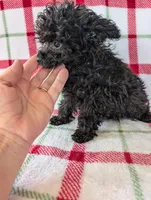 Sonny , a male Pomapoo for sale in Shipshewana, IN – Photo 8 of 10