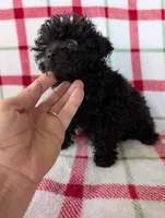 Sonny , a male Pomapoo for sale in Shipshewana, IN – Photo 1 of 10