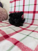 Sonny , a male Pomapoo for sale in Shipshewana, IN – Photo 3 of 10