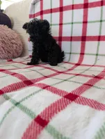 Sonny , a male Pomapoo for sale in Shipshewana, IN – Photo 2 of 10