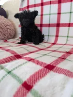 Sonny , a male Pomapoo for sale in Shipshewana, IN – Photo 6 of 10