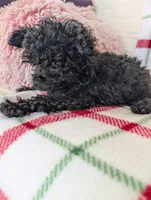 Sonny , a male Pomapoo for sale in Shipshewana, IN – Photo 7 of 10