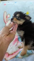 Royal , a male Pomeranian for sale in Shipshewana, IN – 9 of 10
