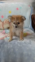 Pippi, a female Pomeranian for sale in Shipshewana, IN – 1 of 10