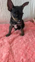Roxy , a female Yorkshire Terrier for sale in Shipshewana, IN – 4 of 10